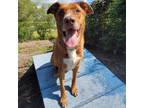 Adopt Henry a Tan/Yellow/Fawn - with Black Mixed Breed (Large) / Mixed dog in