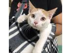 Adopt 230910F026 a White American Shorthair / Mixed cat in Cleveland