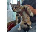 Adopt Sammy a Brown Tabby Tabby (short coat) cat in Woodland, CA (39156675)