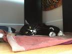 Adopt Tank a All Black Domestic Mediumhair / Mixed (medium coat) cat in