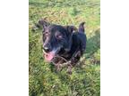 Adopt Maggie a Border Collie / German Shepherd Dog / Mixed dog in Richmond