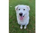 Adopt Stanley a Maremma Sheepdog / Mixed dog in Richmond, BC (39156609)