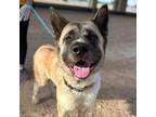 Adopt Leia a Black Akita / Mixed dog in El Paso, TX (39156641)