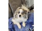 Adopt Lucy a White - with Gray or Silver Pomeranian dog in Boulder