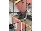Adopt Nami and Robin a Gray, Blue or Silver Tabby Domestic Shorthair / Mixed