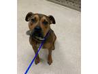 Adopt Scooby a American Staffordshire Terrier / Rottweiler / Mixed dog in Grand