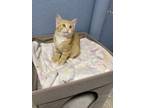 Adopt Dori & Nori a Orange or Red Tabby Domestic Shorthair (short coat) cat in