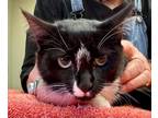 Adopt Dicey a All Black Domestic Shorthair / Domestic Shorthair / Mixed cat in