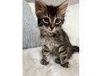 Adopt Elliot a Brown Tabby Domestic Shorthair (short coat) cat in Greensboro