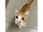 Adopt Carino a Orange or Red Tabby Domestic Mediumhair cat in Knoxville