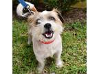Adopt Leopold a White - with Tan, Yellow or Fawn Shih Tzu / Mixed dog in West