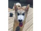 Adopt Darren a Siberian Husky / Mixed dog in Matawan, NJ (39156366)