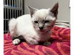 Adopt ONION a Cream or Ivory (Mostly) Siamese (short coat) cat in Glendale