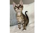 Adopt Tony a Brown Tabby Domestic Shorthair (short coat) cat in Greensboro