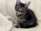 Adopt James a Brown Tabby Domestic Longhair (long coat) cat in Greensboro