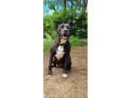 Adopt Beautrice a Black - with White Pit Bull Terrier / Mixed dog in Ortonville