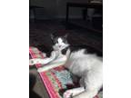 Adopt Fuzzy a Black & White or Tuxedo American Shorthair / Mixed (short coat)