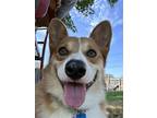 Adopt Storm a Red/Golden/Orange/Chestnut - with White Corgi / Mixed dog in