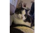 Adopt Looney a Gray or Blue American Shorthair / Mixed (medium coat) cat in