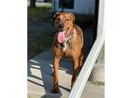 Adopt Xena a Doberman Pinscher / Cane Corso / Mixed dog in Greater Napanee