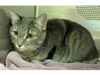 Adopt Seven Scrabble a Gray or Blue Domestic Shorthair / Domestic Shorthair /