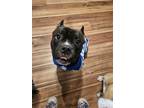 Adopt Tank a Brown/Chocolate - with White American Pit Bull Terrier / Mixed dog
