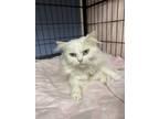 Adopt Mr. Fluffy a White Persian (medium coat) cat in New Richmond