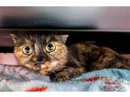 Adopt Minnie - KBC a Tortoiseshell Domestic Shorthair / Mixed (short coat) cat