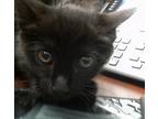 Adopt WOODY a All Black Domestic Mediumhair / Mixed (medium coat) cat in