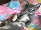 Adopt BITSY a Gray or Blue Domestic Mediumhair / Mixed (medium coat) cat in
