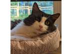 Adopt Mac a Black & White or Tuxedo Domestic Mediumhair (medium coat) cat in
