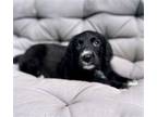 Adopt Bijoux a Black - with White Poodle (Miniature) / Great Pyrenees / Mixed