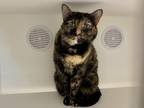 Adopt Lemmy a All Black Domestic Shorthair / Domestic Shorthair / Mixed cat in