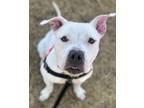 Adopt Pharaoh a White American Pit Bull Terrier / Mixed dog in Seattle