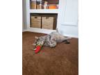 Adopt Dottie a Gray, Blue or Silver Tabby Calico / Mixed (short coat) cat in