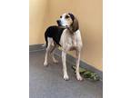 Adopt Shady a Tricolor (Tan/Brown & Black & White) Treeing Walker Coonhound /