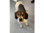 Adopt Carra a Tricolor (Tan/Brown & Black & White) Treeing Walker Coonhound /