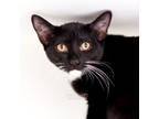 Adopt Barbie a All Black Domestic Shorthair / Domestic Shorthair / Mixed cat in