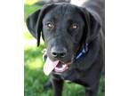 Adopt Fisher a Black Labrador Retriever / Mixed dog in Walla Walla