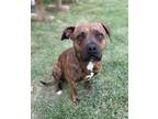 Adopt China a Brindle American Pit Bull Terrier / Mixed dog in Lancaster