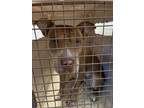 Adopt Bristol a Brown/Chocolate Shar Pei / Mixed dog in Fresno, CA (39156099)