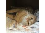 Adopt Andrew a Orange or Red Domestic Shorthair / Domestic Shorthair / Mixed cat
