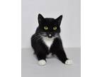 Adopt Adena a Black & White or Tuxedo Domestic Shorthair cat in Jefferson City