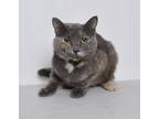 Adopt Ivy a Calico or Dilute Calico Domestic Shorthair (short coat) cat in