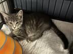 Adopt Bolt a Gray, Blue or Silver Tabby Domestic Shorthair (short coat) cat in
