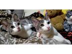 Adopt Lightening Bug and June Bug a Gray, Blue or Silver Tabby Domestic