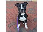 Adopt Tonka a Black American Pit Bull Terrier / Mixed dog in Kansas City