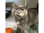 Adopt Begonia a Gray or Blue Domestic Mediumhair / Domestic Shorthair / Mixed