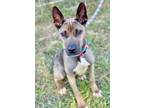Adopt Emma a Black Basenji / Shepherd (Unknown Type) / Mixed dog in Anderson