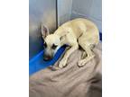 Adopt Emilia a Tan/Yellow/Fawn German Shepherd Dog / Mixed dog in Lancaster